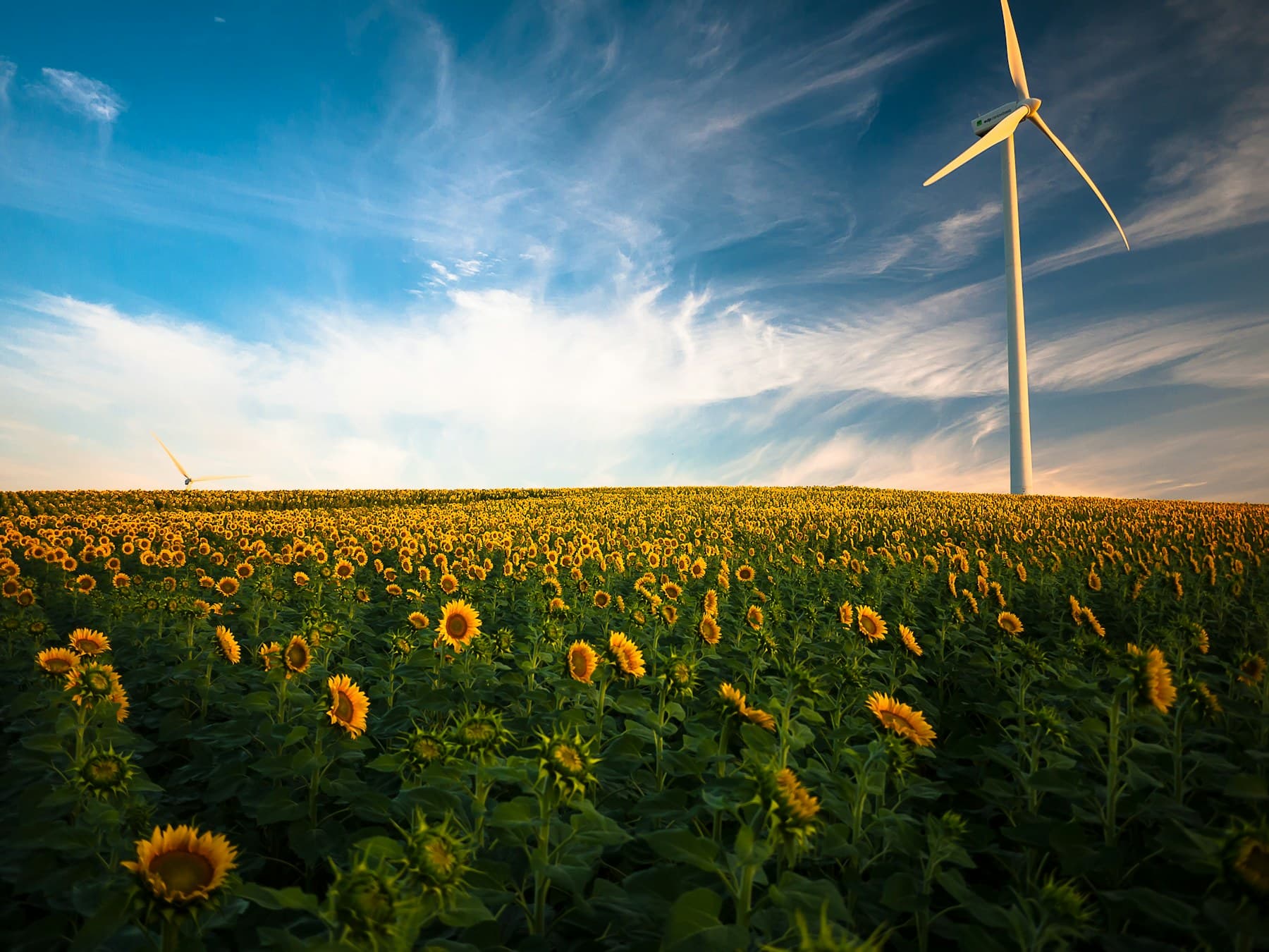Sunflowers in a field at golden hour